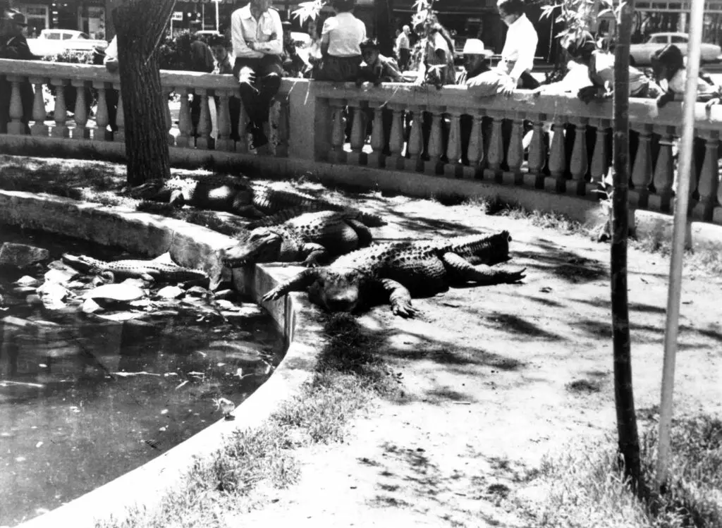An old black-and-white photograph of alligators